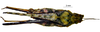 CollectionObject 1591401; d0491063-a29d-4616-b28c-09b3cb1e26e9: female, dorsal view (holotype). (CollectionObject).