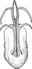 Aedeagus, ventral view on Arocephalus (Arocephalus) longiceps (Kirschbaum, 1868): Aedeagus, ventral view. (Observation).