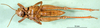 CollectionObject 1567332; 6fb008e8-72d8-4131-b230-6b1c9d7cec0b: female, ventral view (paratype). (CollectionObject).