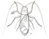 Fig. 16. male, dorsal view (Hapithus quadratus). Depicts Hapithus (Hapithus) agitator Uhler, 1864, an Otu.