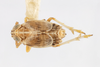 Habitus, dorsal view: !! display not done !! on Unkanodes (Laoterthrona) albifascia (Matsumura, 1900): (Observation).
