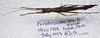 Parabrosoma brevifemurum Seow-Choen, 2018: (Otu).