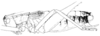 Brachyteleutias steinbachi (Bruner, 1915): original drawing xii 2003, body length 25 mm. male habitus (Bolivia, Provincia del Sara, in ANSP collection). (Otu).