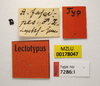 CollectionObject 1596012; 7ec33d91-b50f-4ab3-82f0-876e8492cd07, MZLU178047: male (labels), holotype. (CollectionObject).
