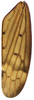 Forewing on Coarctana oricula Domahovski & Cavichioli, 2023: Male holotype [DZUP]: forewing. (Observation).