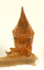 Scalmophorus Fowler, 1894: _Scalmophorus_. (Otu).