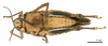 CollectionObject 1575331; 23587582-73b6-4def-809c-4e35591216fd: male, ventral view (paratype). (CollectionObject).