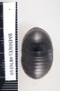 CollectionObject 1573275; 6aa6144f-4438-472d-b44c-97a523ef8355: Copyright NHM, London. Female: dorsal view, non-type. (CollectionObject).