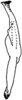 Stylus: Stylus (C. arcuata Dwor.). (Observation).