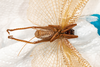 CollectionObject 1531235; e6fad094-bd9a-4131-831a-a5e489ace390: male, ventral view (holotype). (CollectionObject).