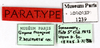 CollectionObject 1587283; MNHN(SF IMPORT DUPLICATE) MNHN-EP-EP1239, db8c5471-c4b0-45ee-b953-b88697d6b17a: CC BY-NC-ND 4.0/MNHN - Depraetere Marion - 2014. Non type, male. Specimen number: MNHN-EP-EP1239. http://coldb.mnhn.fr/catalognumber/mnhn/ep/ep1239. (CollectionObject).