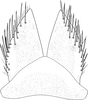 Subgenital plate, ventral view on Ederranus sachalinensis (Matsumura, 1911): Subgenital plate. (Observation).