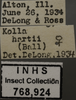 Other: !! display not done !! on Ciminius hartii (Ball, 1900): Labels. Female, lighter colored specimen. (Observation).