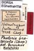 CollectionObject 1537543; 8631c1a6-cf80-4aff-964e-73a184ed458d: labels (holotype). (CollectionObject).