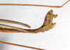 CollectionObject 1560368; 12c3ed14-61fd-46e7-9370-24612de5e038: copyright ZMHB, Berlin. male: end of abdomen, lateral view (holotype). (CollectionObject).