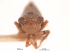 Head on Deltocephalus contrerasi Van Duzee, 1923: (Observation).