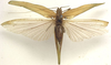 female, dorsal view (holotype). Depicts CollectionObject 1505842; feff1ab5-da89-46e1-9472-14a03754f988, a CollectionObject.