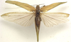 CollectionObject 1505842; feff1ab5-da89-46e1-9472-14a03754f988: female, dorsal view (holotype). (CollectionObject).