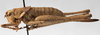 Rhacocleis corsicana Bonfils, 1960: female habitus, lateral view (allotype). (Otu).