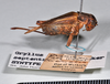 copyright Natural History Museum, London. female, lateral view (syntype of Gryllus septentrionalis). Depicts CollectionObject 1517654; 96e9d543-d53d-45fb-b35a-dba889a73783, a CollectionObject.;copyright Natural History Museum, London. female, lateral view (syntype of Gryllus septentrionalis). Depicts CollectionObject 1517655; 26727f0d-4758-4d06-9a5a-bfbca50561be, a CollectionObject.