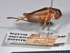 CollectionObject 1517654; 96e9d543-d53d-45fb-b35a-dba889a73783: copyright Natural History Museum, London. female, lateral view (syntype of Gryllus septentrionalis). (CollectionObject).;CollectionObject 1517655; 26727f0d-4758-4d06-9a5a-bfbca50561be: copyright Natural History Museum, London. female, lateral view (syntype of Gryllus septentrionalis). (CollectionObject).