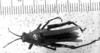 Descampsacris serrulata (Thunberg, 1824): Image Carbonell, C.S. male, dorsal view (unspecified type). (Otu).