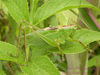 Tettigonia jungi Storozhenko, Kim & Jeon, 2015: male (Jeju Island, 19 June 2007). (Otu).