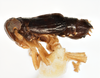Habitus, lateral view: !! display not done !! on Delphacodes balli Muir & Giffard, 1924: (Observation).