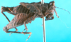 CollectionObject 1500843; 4b0c32fa-876e-4fb8-9560-6d2f0dd94b60: female, lateral view (holotype). (CollectionObject).