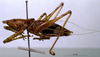 CollectionObject 1503228; MBBJ 3224789, 44a5079a-0834-4192-860d-eff8e06dc00a: male habitus lateral view. (CollectionObject).