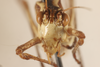 CollectionObject 1499870; 2471facb-af8e-4d18-b78d-d926630317a6: Male. Holotype. (CollectionObject).