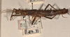CollectionObject 1561554; 6cdbe08b-dbcd-4592-830b-23e49866e842: copyright UMO. female of synonym Acanthoderus spiniventris (syntype). (CollectionObject).;CollectionObject 1561555; effcc6fe-eba2-4459-a612-4ec6e76c6540: copyright UMO. female of synonym Acanthoderus spiniventris (syntype). (CollectionObject).