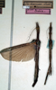 CollectionObject 1559087; NMW 216, 1d2ad33e-903b-4178-9a0a-f130a5b84d6b: copyright NMW, Vienna. female (syntypes). (CollectionObject).
