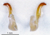CollectionObject 1505026; e357b106-8961-488f-a5ef-9597c445b977: male titillators (holotype). (CollectionObject).