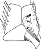 Subgenital plate, ventral view on Cosmotettix (Airosius) paludosus (Ball, 1899): Subgenital plate. (Observation).