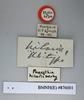 CollectionObject 1552815; NHMUK(SF IMPORT DUPLICATE) BMNH(E) 876001, 1b5ce553-4347-489d-aa76-6c34e5b711c8: Copyright NHM, London. Holotype female of synonym Panesthia hilaris, data labels. (CollectionObject).