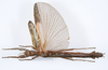 CollectionObject 1590155; 99ee21b4-bf79-42a3-ac15-8cafb04d2655: copyright ZSMC, Munich. male, dorsal view (holotype). (CollectionObject).