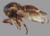 Habitus, lateral view: !! display not done !! on Quadrinarea perezi Ramos Alemar, 1990: female. (Observation).