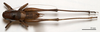 CollectionObject 1575359; 0c620c1a-883e-4b9d-b100-f4db5f45beb8: male, dorsal view (syntype of Pholidoptera dalmatica maritima). (CollectionObject).