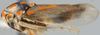 Habitus, lateral view on Brazosa Oman, 1938: Brazosa sp. (undescribed), laterally (INHS). (Observation).