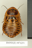 CollectionObject 1573026; ea4fd743-8850-48cf-bff3-1f059c4daaef: Copyright Natural History Museum, London. Non-type (adult female) in BM(NH). Dorsal view. (CollectionObject).