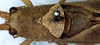 CollectionObject 1531746; 021dc9a3-af6b-42c0-9d97-436248f4c09d: male pronotum and stridulatory apparatus (syntype). (CollectionObject).