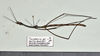 CollectionObject 1597613; 23ffff4b-6ca5-47a6-beab-7c2608ea731a: copyright QM. male, dorsal view (paratype). (CollectionObject).