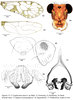 Euplocania siona González-Obando, García-Aldrete, Carrejo-Gironza & Vinasco-Mondragón, 2024: Euplocania siona. (Otu).