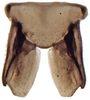 Subgenital plate: Drakensbergena phaeogramma, subgenital plates and valve, ventrally (INHS). (Observation).