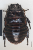 CollectionObject 1553306; bb827418-3b27-44dd-891c-35c56aedf1e6: Copyright Natural History Museum, London. Adult male, dorsal. (CollectionObject).