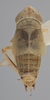 Habitus, dorsal view on Athysanella (Gladionura) sagittata Ball & Beamer, 1940: Dorsal - Male. (Observation).