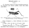 Phaulacridium vittatum (Sjöstedt, 1920): p. 50 [following B. vittata]. Biformalia gemini, original description. (Otu).