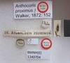 Oxycarenus (Pseudoxycarenus) proximus (Walker, 1872): Anthocoris proximus. Holotype. (BMNH) - (CC BY-NC 4.0) Photo by Stuart Cole, reproduced with permission from the Natural History Museum, London, UK. (Otu).