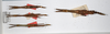 CollectionObject 1557059; c8974540-fb7c-4eb0-8b6a-845b988b2c3e: copyright ZMUH, Hamburg. male and female Anisacantha difformis (syntypes). (CollectionObject).;CollectionObject 1557060; f11b3972-192c-4031-b398-c47b261b475b: copyright ZMUH, Hamburg. male and female Anisacantha difformis (syntypes). (CollectionObject).;CollectionObject 1557061; e64ab6b8-4d03-4e84-a132-f4adcee7350b: copyright ZMUH, Hamburg. male and female Anisacantha difformis (syntypes). (CollectionObject).
